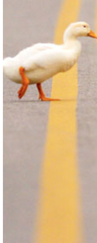 A duck crossing a road, mid-stride